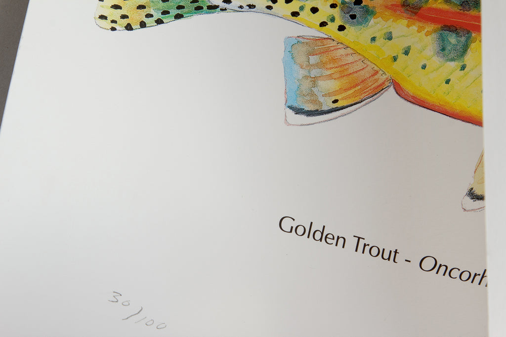 Abel - Creek #1 Golden Trout, #30 of 100